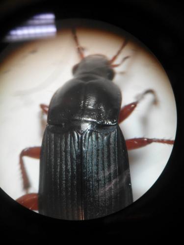 Réf. 162 408 : Calathus fuscipes