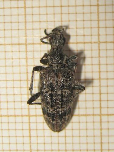 Rhagium inquisitor