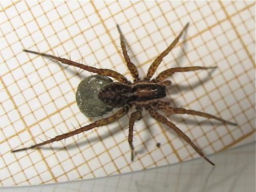 Pardosa nigriceps
