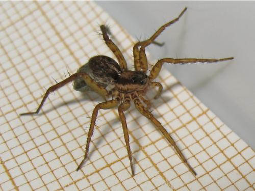 Pardosa nigriceps