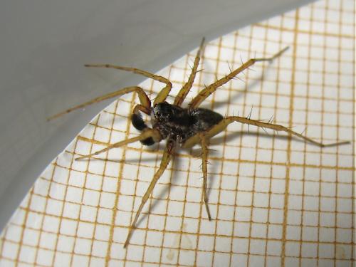 Pardosa nigriceps