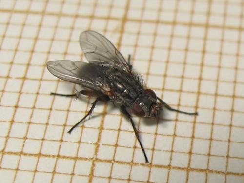 Réf. 162 933 : Tricogena rubricosa