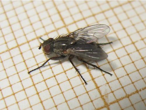 Réf. 162 934 : Tricogena rubricosa