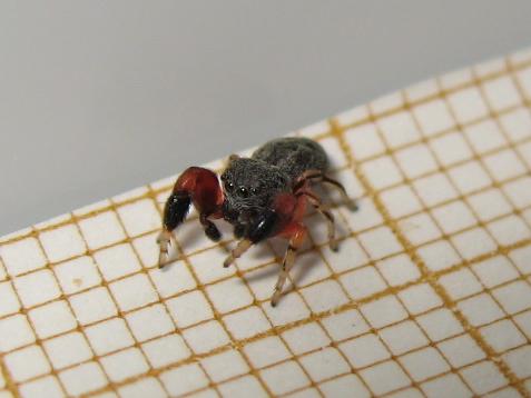 Réf. 162 932 : Ballus rufipes