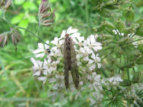 Osmylus fulvicephalus