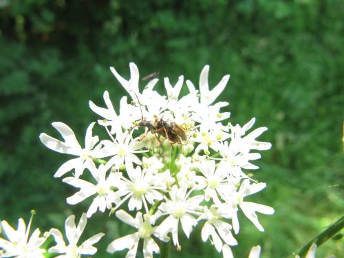 Réf. 162 566 : Alosterna tabacicolor
