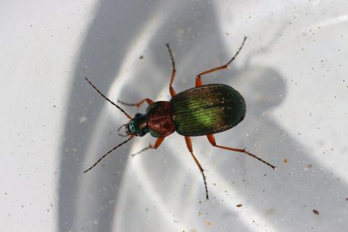 Réf. 162 545 : Chlaenius nigricornis