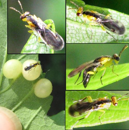 Réf. 162 799 : Aulogymnus aceris