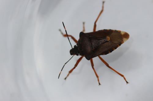 Pinthaeus sanguinipes