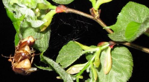 Réf. 162 137 : Rhizotrogus aestivus