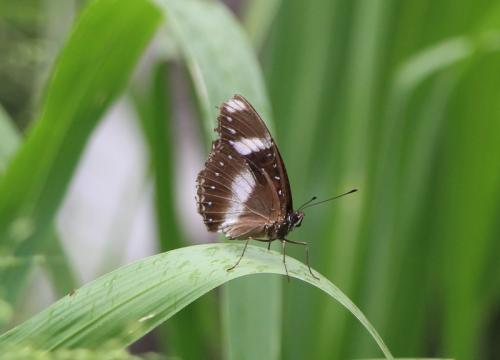 Hypolimnas bolina