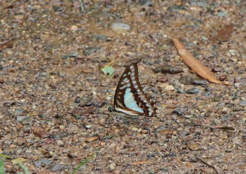 Réf. 162 749 : Graphium eurypylus
