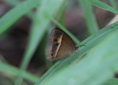 Mycalesis terminus
