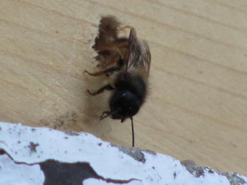 Réf. 162 385 : Osmia bicornis