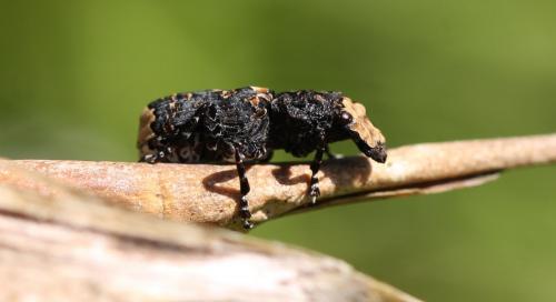 Réf. 162 275 : Platyrhinus resinosus