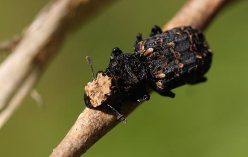 Réf. 162 276 : Platyrhinus resinosus