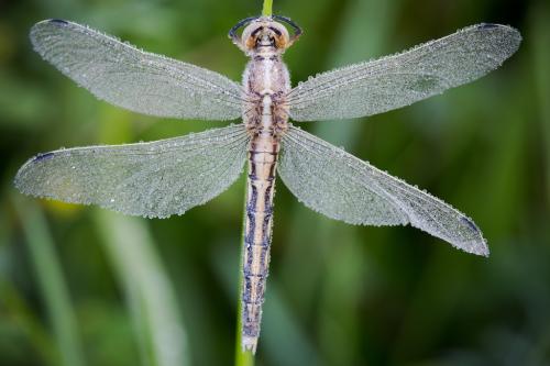 Réf. 162 702 : Orthetrum albistylum