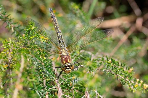 Brachytron pratense