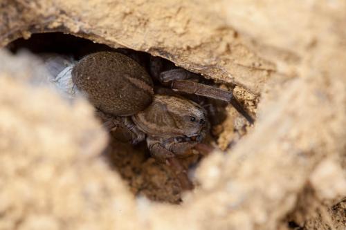 Trochosa robusta