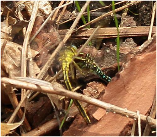 Brachytron pratense