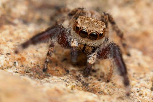 Réf. 162 272 : Neaetha membrosa