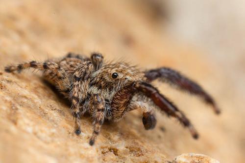 Réf. 162 273 : Neaetha membrosa