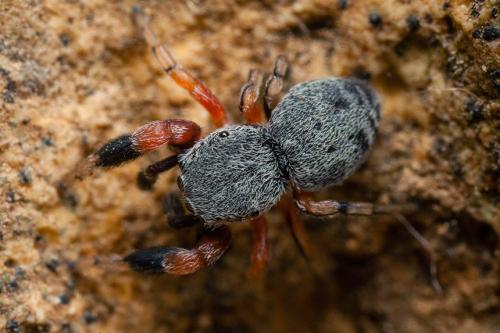 Réf. 162 673 : Ballus rufipes