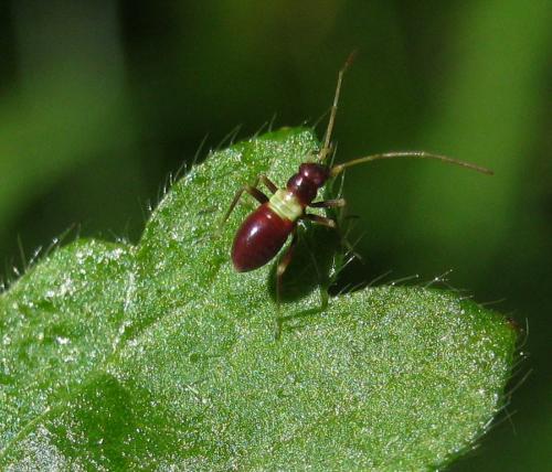 Closterotomus ventralis