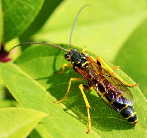 Metopius sp.