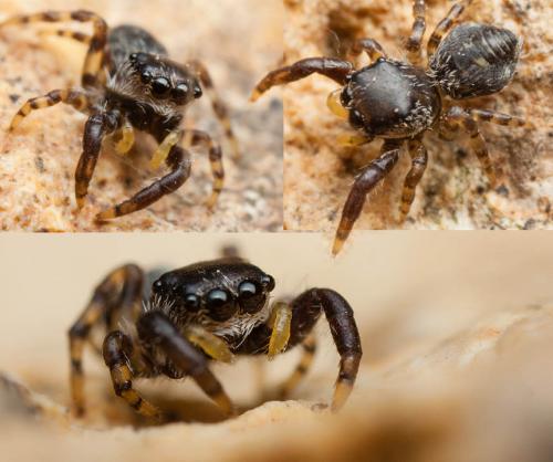 Réf. 162 488 : Neaetha membrosa