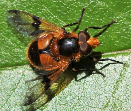 Volucella inflata
