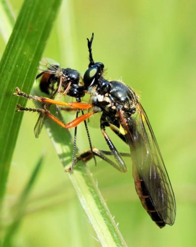 Dioctria rufipes