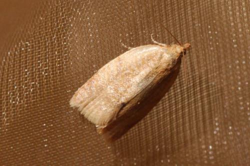 Clepsis consimilana