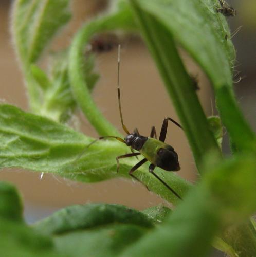 Closterotomus ventralis
