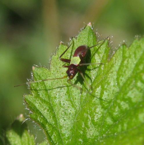 Closterotomus ventralis