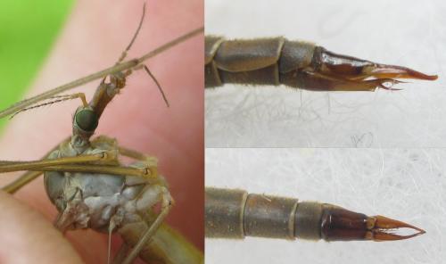 Tipula livida