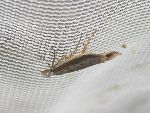Pleurota bicostella