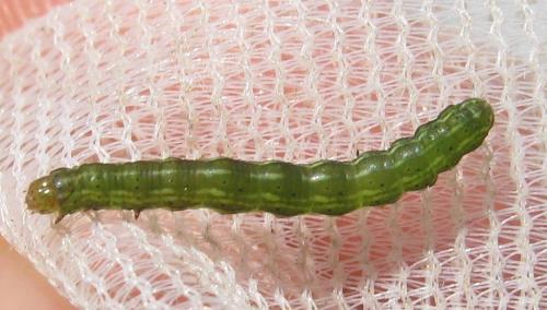 Réf. 162 763 : Anarta myrtilli