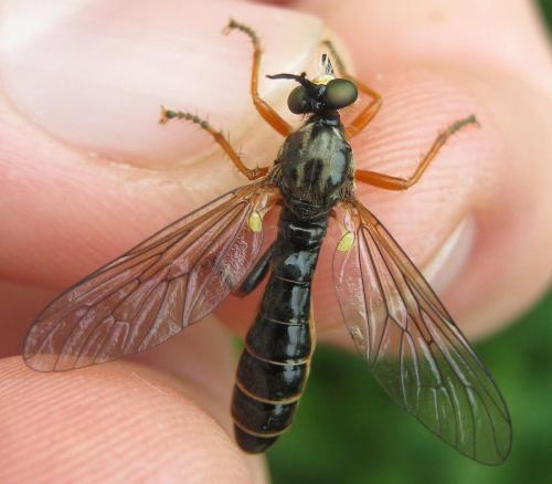 Dioctria rufipes
