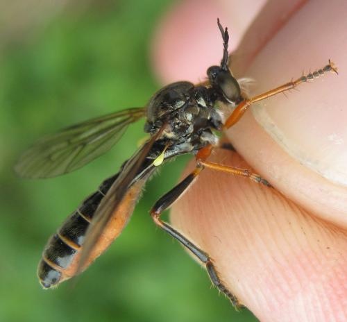 Dioctria rufipes
