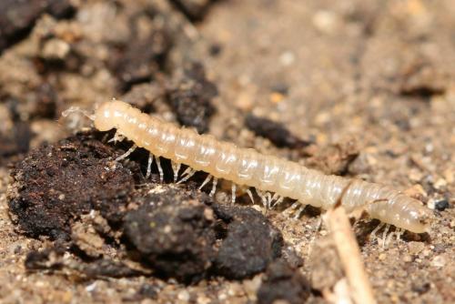 Réf. 162 090 : Oxidus gracilis