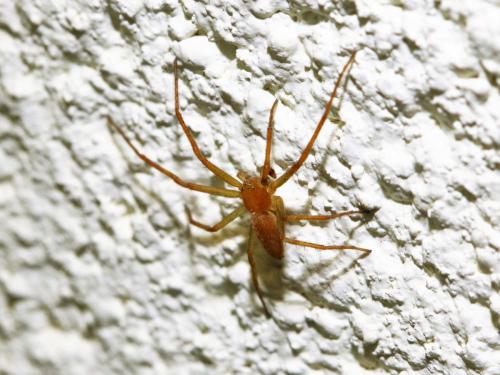 Philodromus sp.