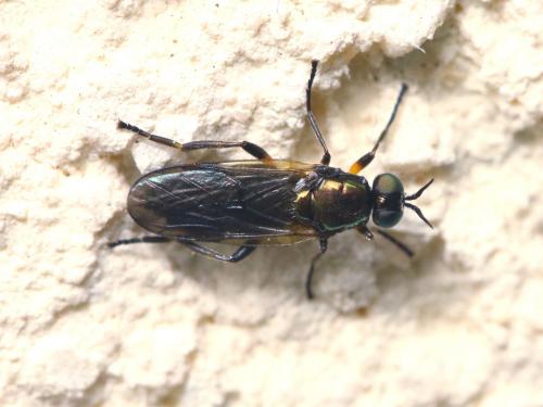Actina chalybea