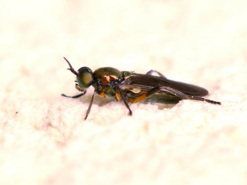 Actina chalybea