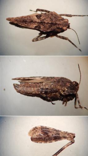 Réf. 162 305 : Tetrix tenuicornis