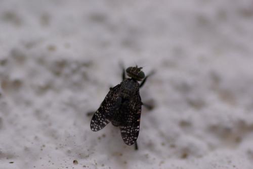 Platystoma seminationis