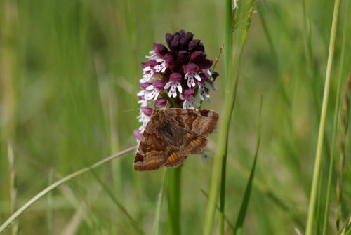 Euclidia glyphica