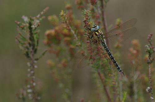 Brachytron pratense