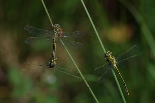 Réf. 162 603 : Gomphus pulchellus