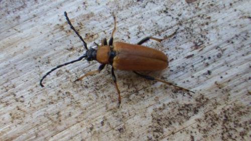 Stictoleptura rubra